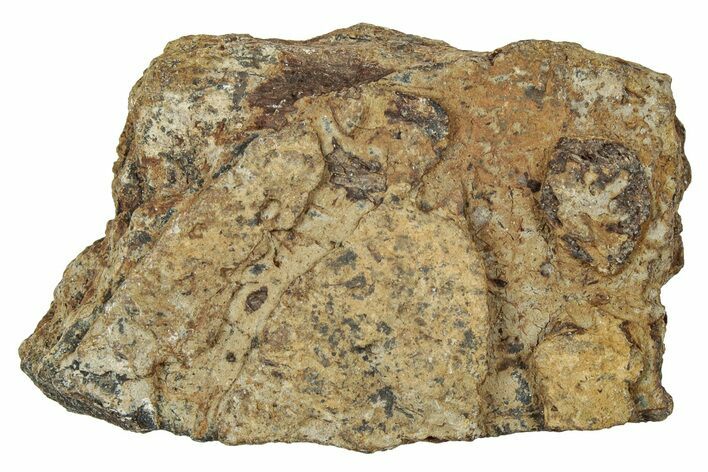 Dinosaur (Triceratops) Frill Shield Section - Montana #330141